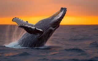 ai generado un asombroso monitor de un jorobado ballena incumplimiento el Oceano superficie con un dramático puesta de sol foto