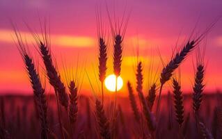 ai generado trigo campo puesta de sol silueta foto