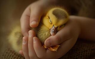 AI generated Newborn Chick in Human Hands photo