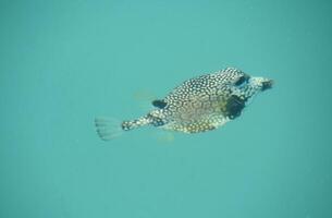 Isolated Puffer Fish Swimming Under the Water photo