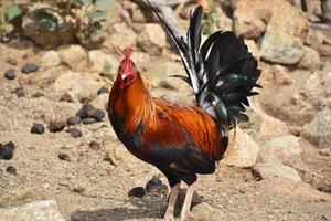 maravilloso gallo con sedoso plumas en un granja foto