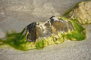 verde cubierto de musgo algas en un rock rodeado por arena foto