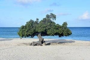 Lovely View of a Watapana Tree on the Beach photo
