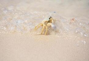 Ghost Crab in Shallow Ocean Waters photo