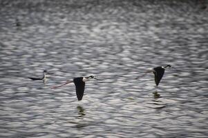 Stunning Black Neck Stilt Flying Over the Water photo