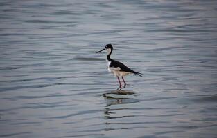Ruffled Feathers on a Black Neck Stilt in Shallow Water photo