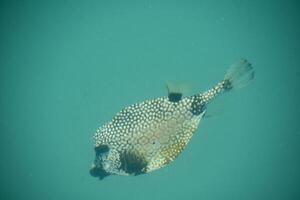 manchado modelo en un fumador pescado submarino foto