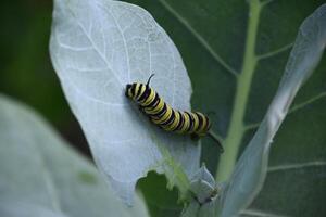 Monarch Caterpillar Crawling on a Milkweed Leaf photo