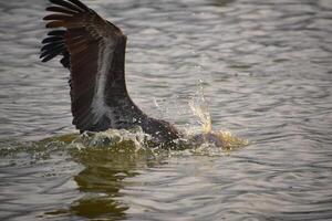 Pelican Diving for Fish at Dawn photo