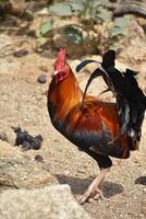 Brightly Colored Plumage on a Rooster photo