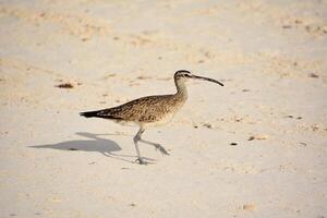 sorprendentes zarapito pájaro caminando en un playa foto