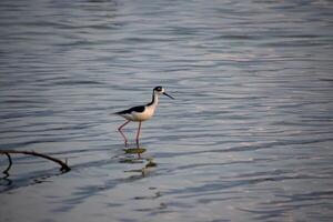 lavandera pájaro caminando en superficial Oceano aguas foto