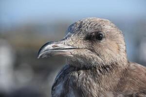 mirando dentro el cara de un grande gris Gaviota foto