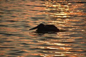 Glistening Waters Surrounding a Silhouetted Pelican photo