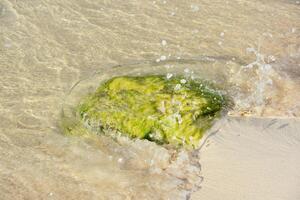 Green Algae Covered Rock with Shallow Waters Splashing Over It photo