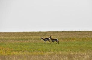 Pair of Running Pronghorn Does on the Plains photo