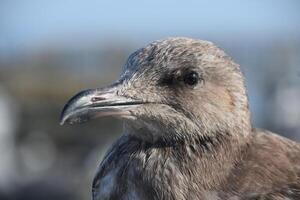 Pointed Beak on a Gray Seagull Close Up photo