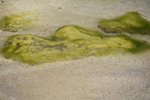 mojado arena playa con verde algas en rocas foto