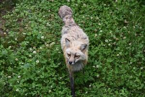 Red Fox Prowling through a Bunch of Clover photo