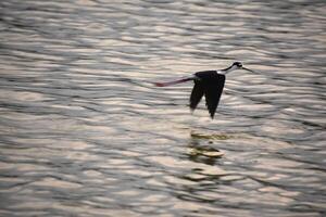 maravilloso negro cuello zanco lavandera volador foto