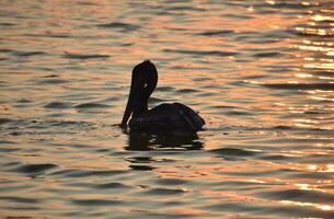 Sensational View of a Pelican at Dawn photo