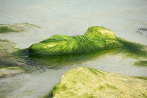 Green Mossy Algae in Shallow Waters on a Rock photo