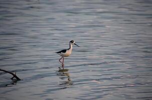 sensacional negro cuello zanco lavandera pájaro foto