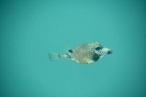 Puffer Fish Swimming Underwater in the Tropics photo