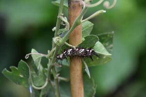 Hairy Black and White Caterpillar Creeping on a Leaf photo