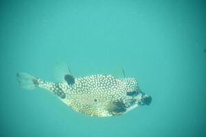 Exotic Tropical Fish Swimming In the Deep blue Sea photo