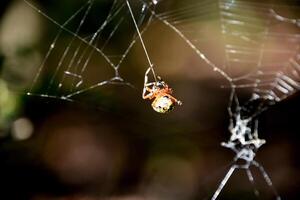 hilo viniendo fuera de un orbweaver araña foto