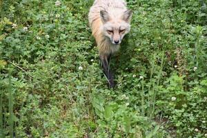 Looking into the Face of a Strutting Red Fox photo