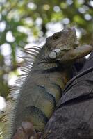 sensacional cerca arriba de un iguana lagartija foto