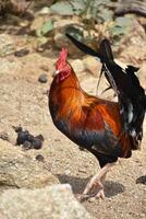 Looking into the Face of a Colorful Rooster photo