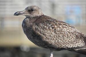 Gorgeous Gray Gull Standing at the Harbor photo