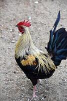 encantador Mira a un gallo con un rojo corona foto