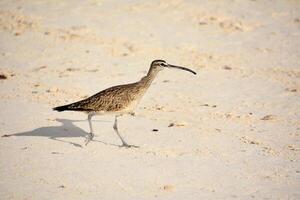 Curlew Bird with Cool Markings on a Beach photo