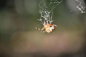 Orb Weaver in the Center of a Web photo