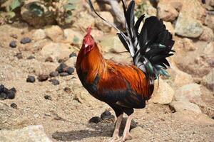 mirando dentro el cara de un gallo foto