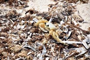 White Sand Ghost Crab on a Seaweed Strewn Beach photo