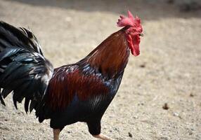 gallo con un rojo corona arriba cerca foto