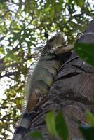 Iguana Creeping Up a Palm Tree in Aruba photo