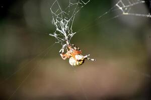 jaspeado orbe tejedor araña en un intrincado web foto