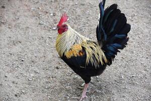 Lovely Golden Rooster with a Red Crown photo