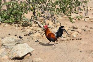 Rooster Strolling Around the Farm Yard photo