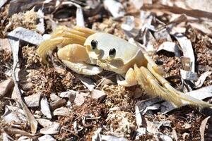 Ghost Crab on Old Seaweed on a Beach photo