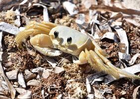 Looking into the Face of a Ghost Crab photo