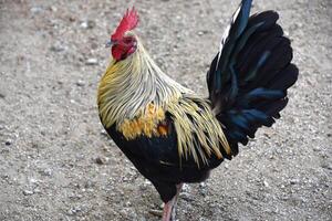 Gorgeous Up Close Look at a Rooster photo