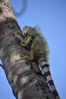 Iguana with Spines Down His Back on a Tree photo