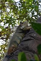 Terrific Capture of an Iguana Climbing photo